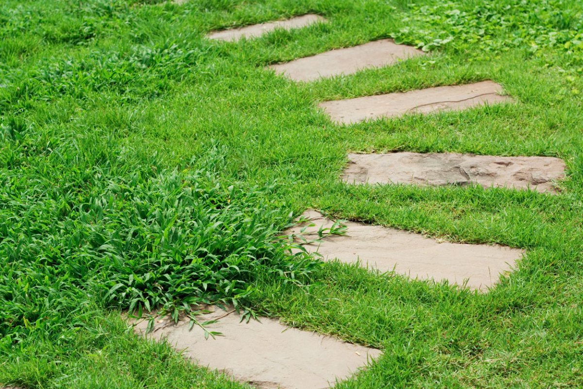 Close-up of crabgrass invading a residential lawn in Greater Binghamton NY showing the distinct star-shaped spreading growth pattern among healthy turfgrass