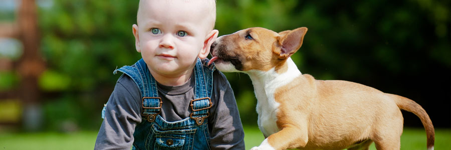 Close-up of a lawn aeration machine creating holes in a thick green lawn