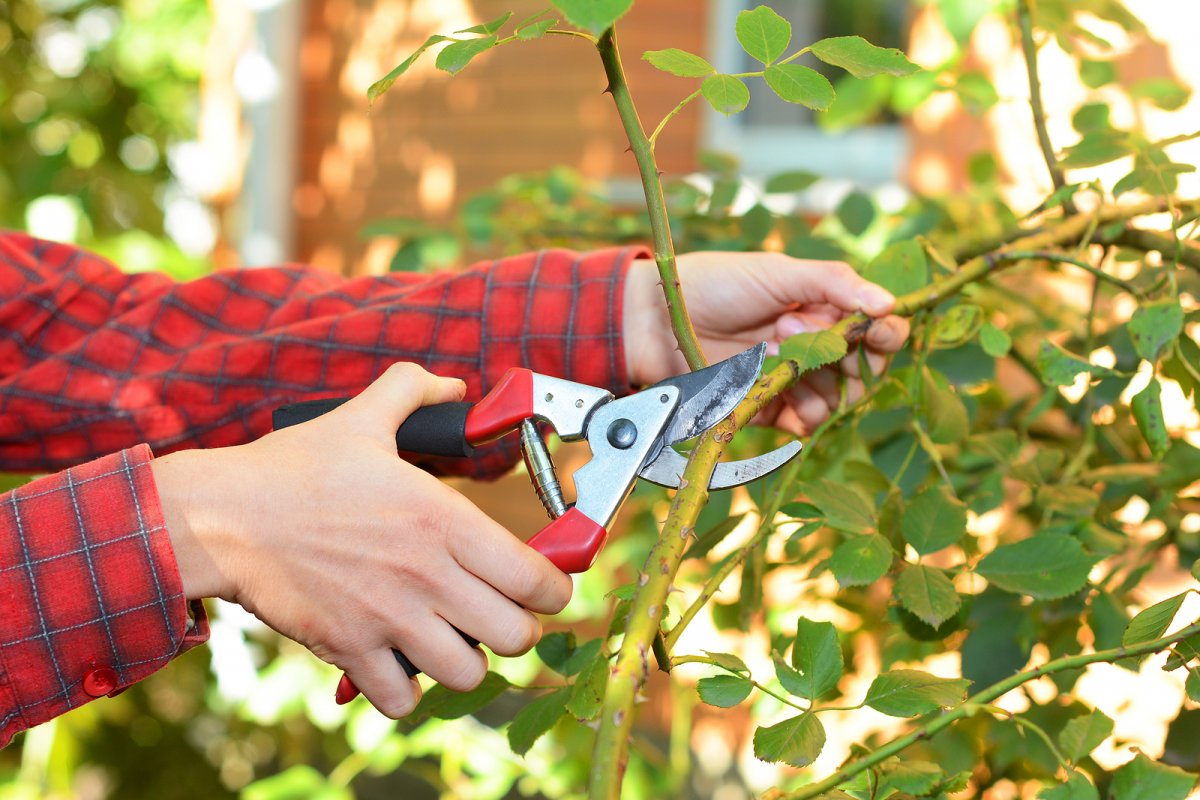 Homeowner pruning overgrown flowering shrubs in a residential landscape in Greater Binghamton NY during spring with garden tools and blooming plants in background