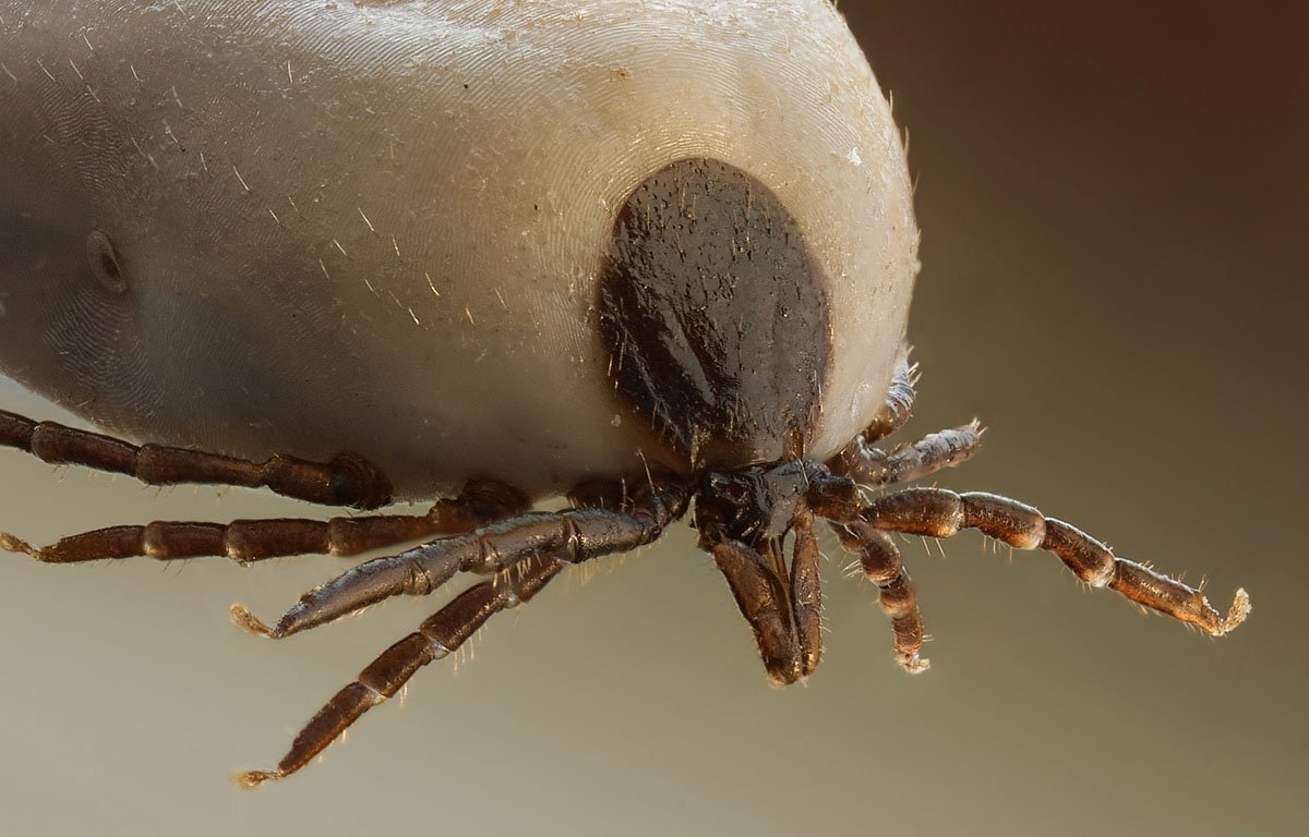 Family enjoying a tick-treated backyard lawn in the Greater Binghamton NY area