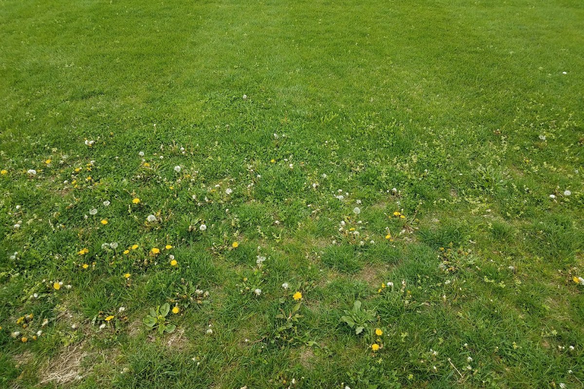 Homeowner inspecting lawn weeds including dandelions and crabgrass in a residential yard in Greater Binghamton NY in need of professional weed control treatment