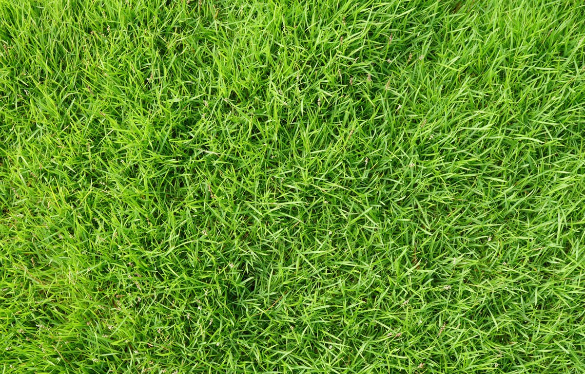 Lush green residential lawn in Greater Binghamton NY maintained with a seasonal fertilization program