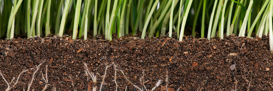 Lawn care technician performing an on-site soil assessment before fertilization treatment