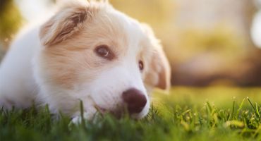 Why Professional Lawn Fertilization Matters