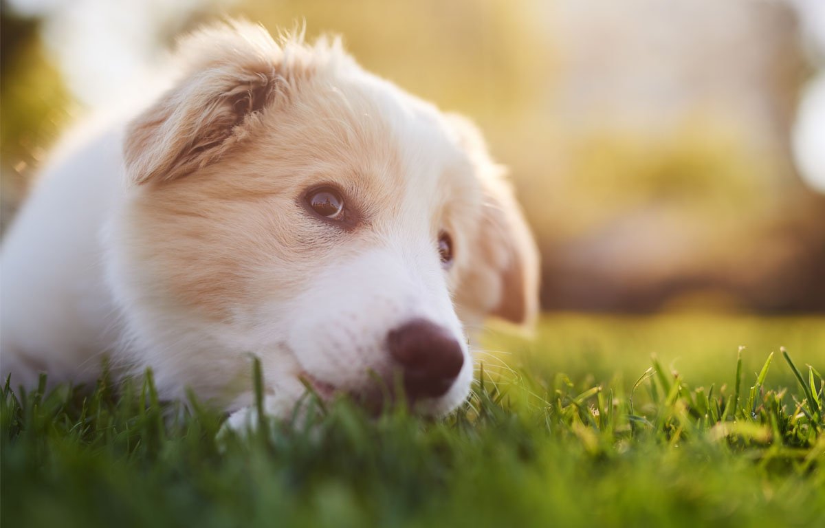 Lawn care professional applying fertilizer treatment to a thick green residential lawn
